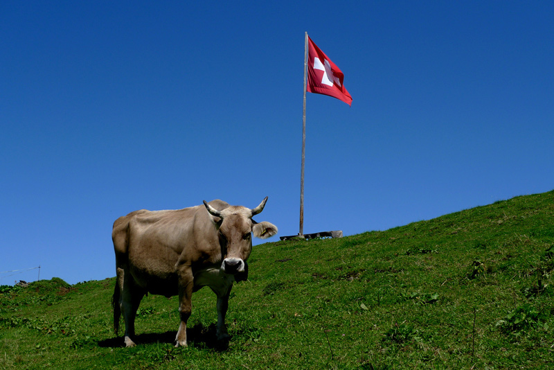 Try our local Alpine cheese fondue cheese Fondue Villa & Garden